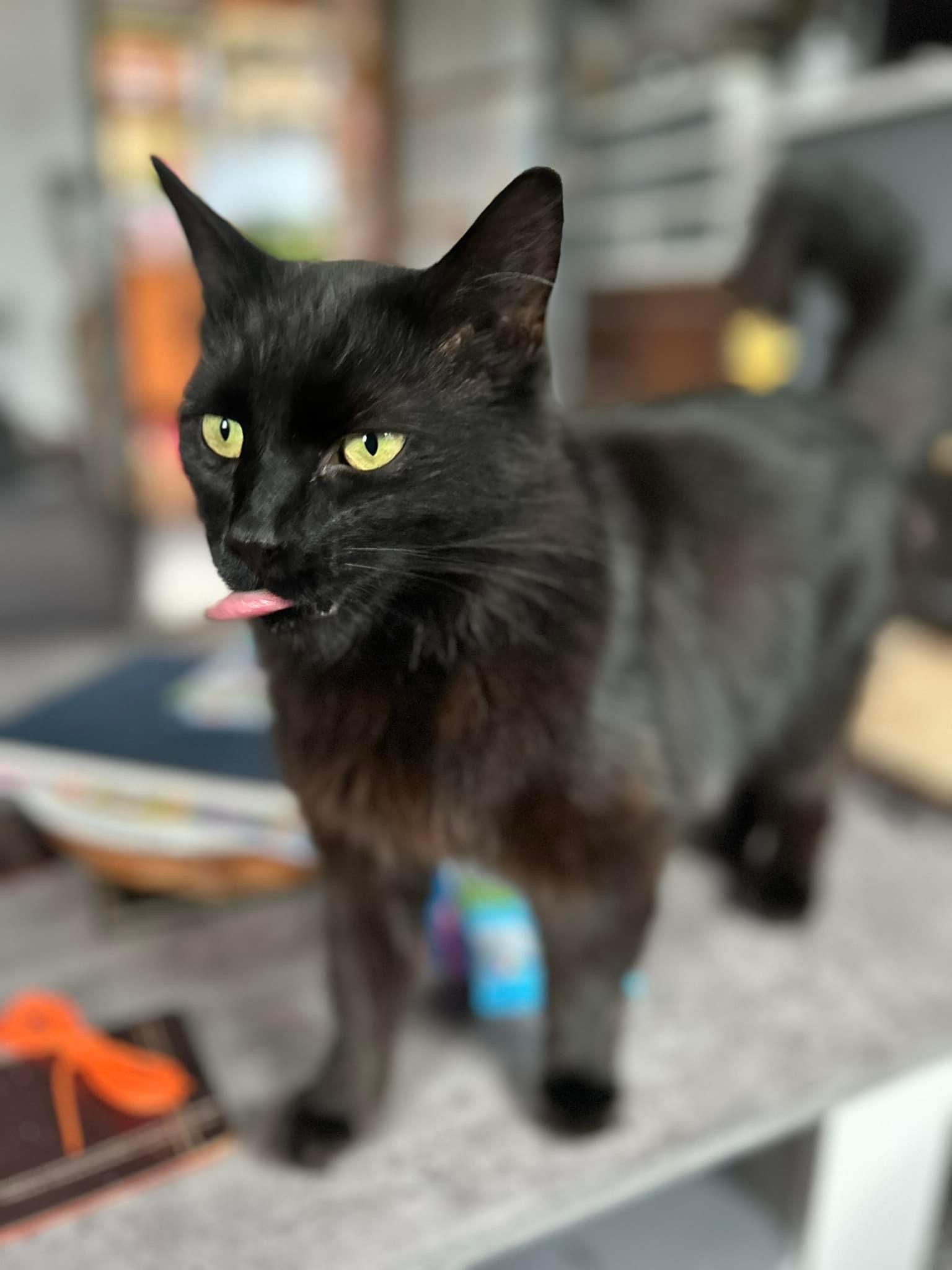 Happy pet (placeholder)